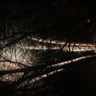 Feuerwerk durch die Bäume