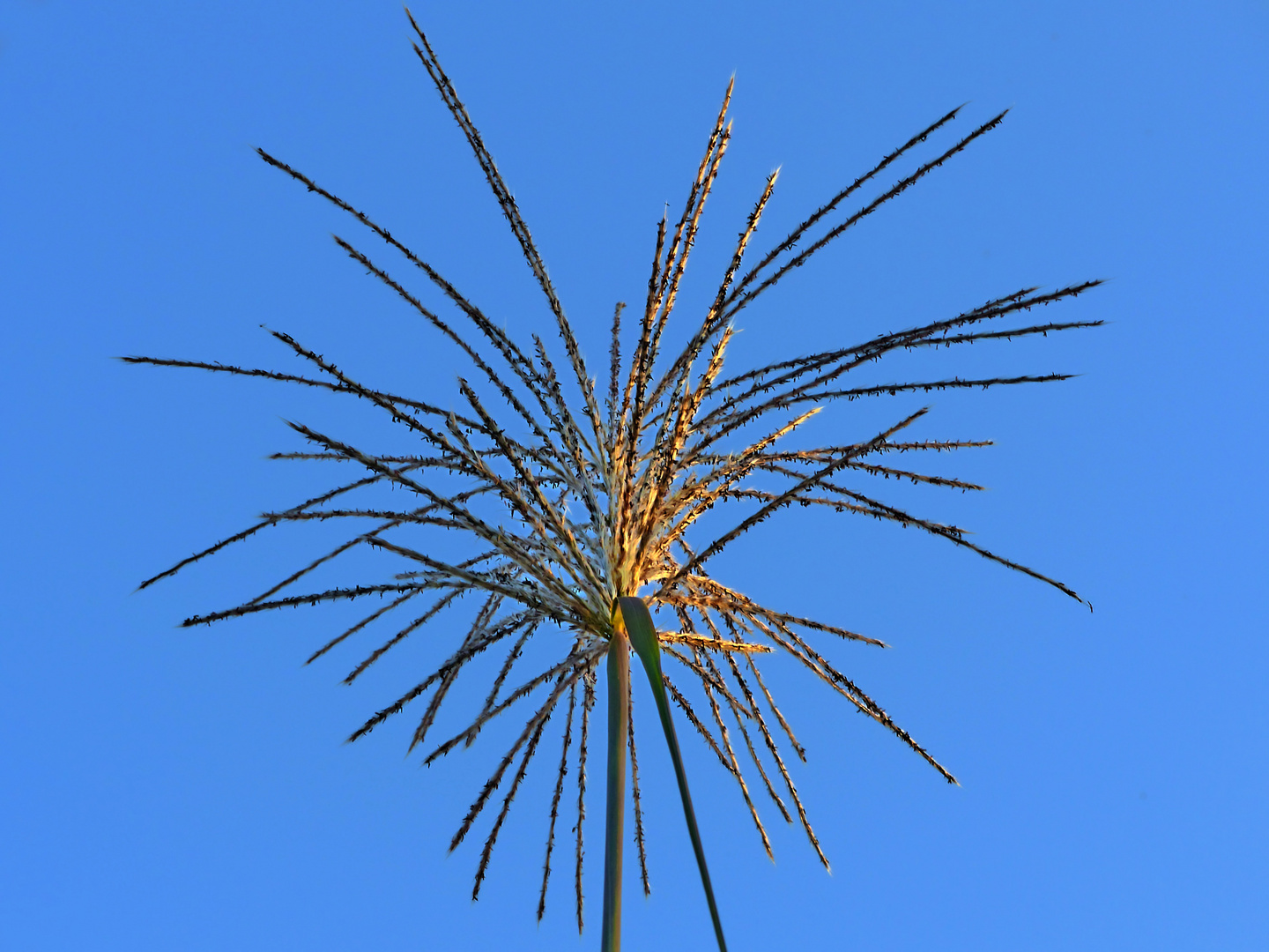 Feuerwerk