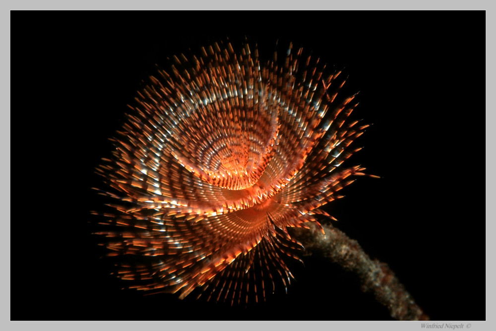 Feuerwerk im Riff