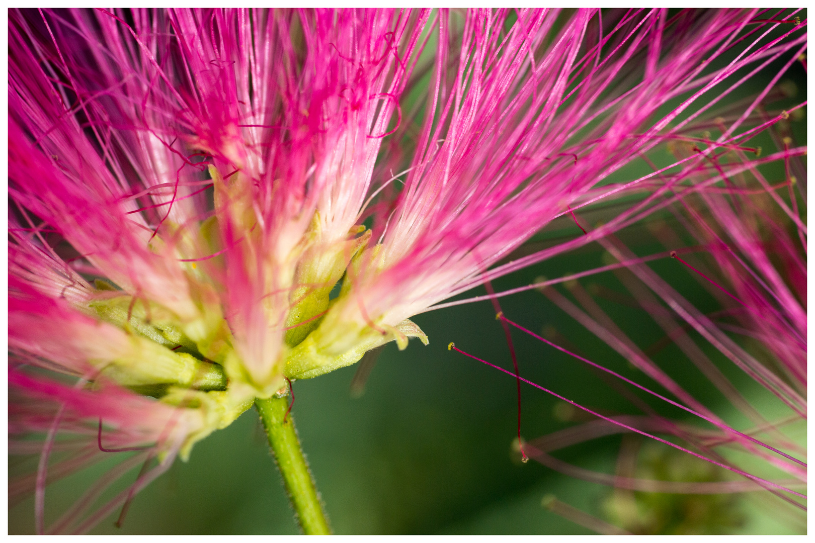 Feuerwerk in Pink