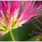 Feuerwerk in Pink