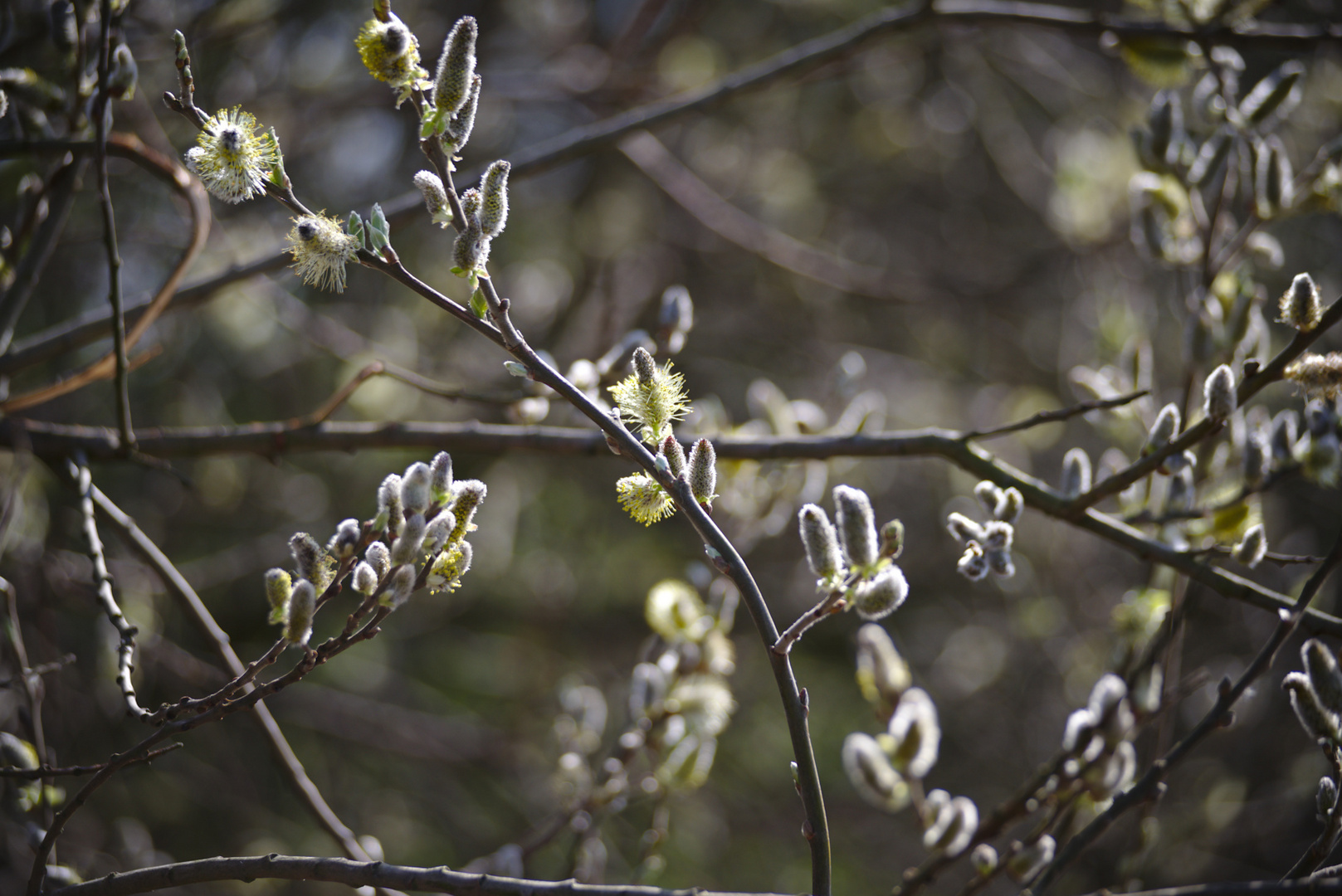 Feuerwerk_der_Natur