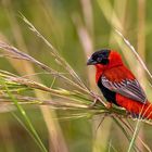 Feuerwida im Balzfederkleid - Northern Red Bishop