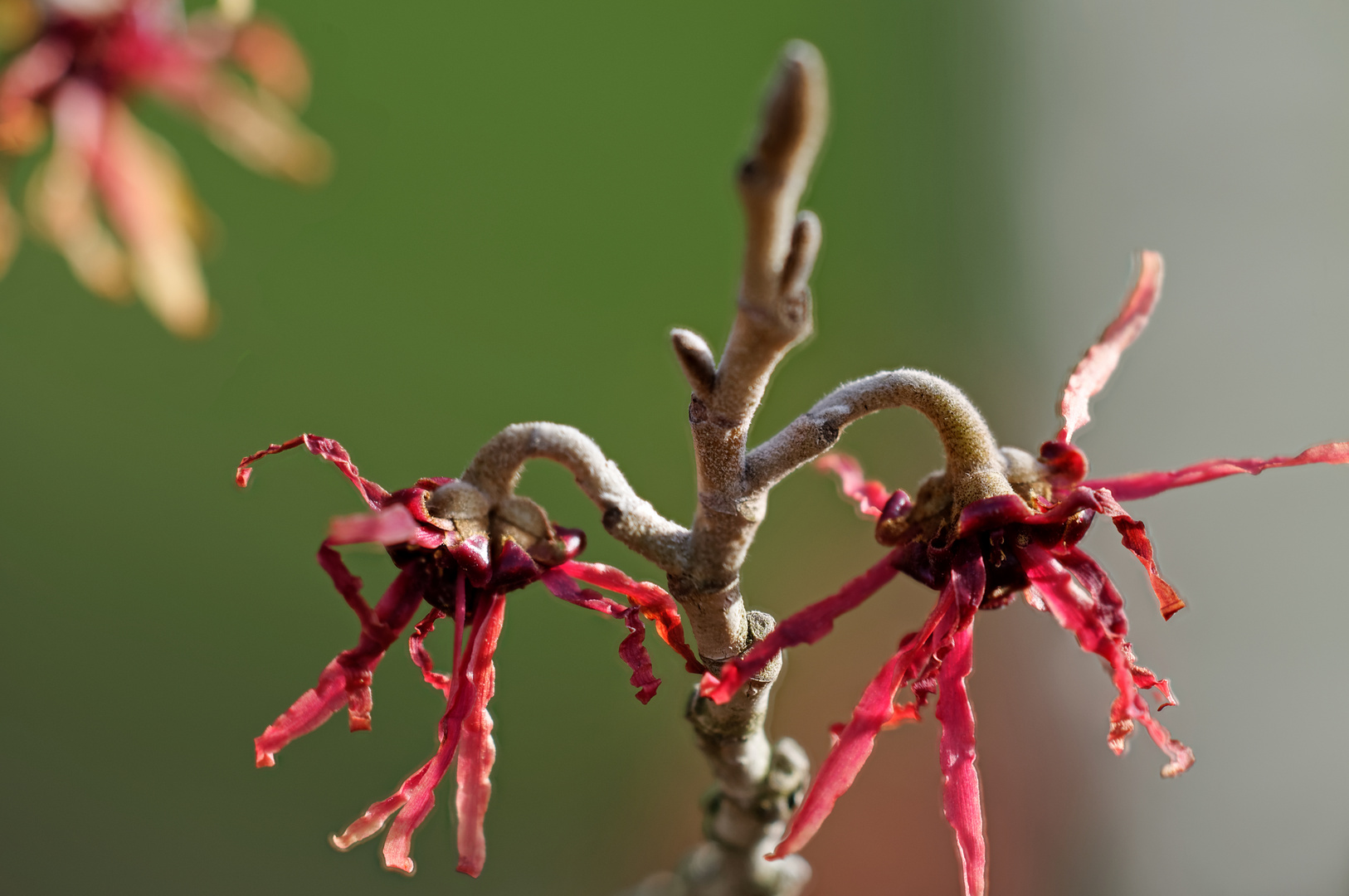 Feuerzauber der  Hamamelis  