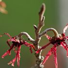 Feuerzauber der  Hamamelis  