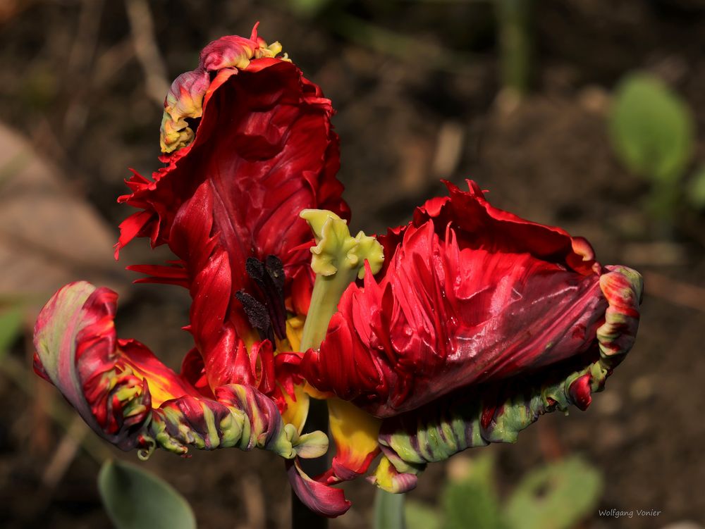 Feuerzauber einer Tulpenblüte