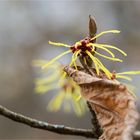 Feuerzauber Zaubernuss (Hamamelis x intermedia)..