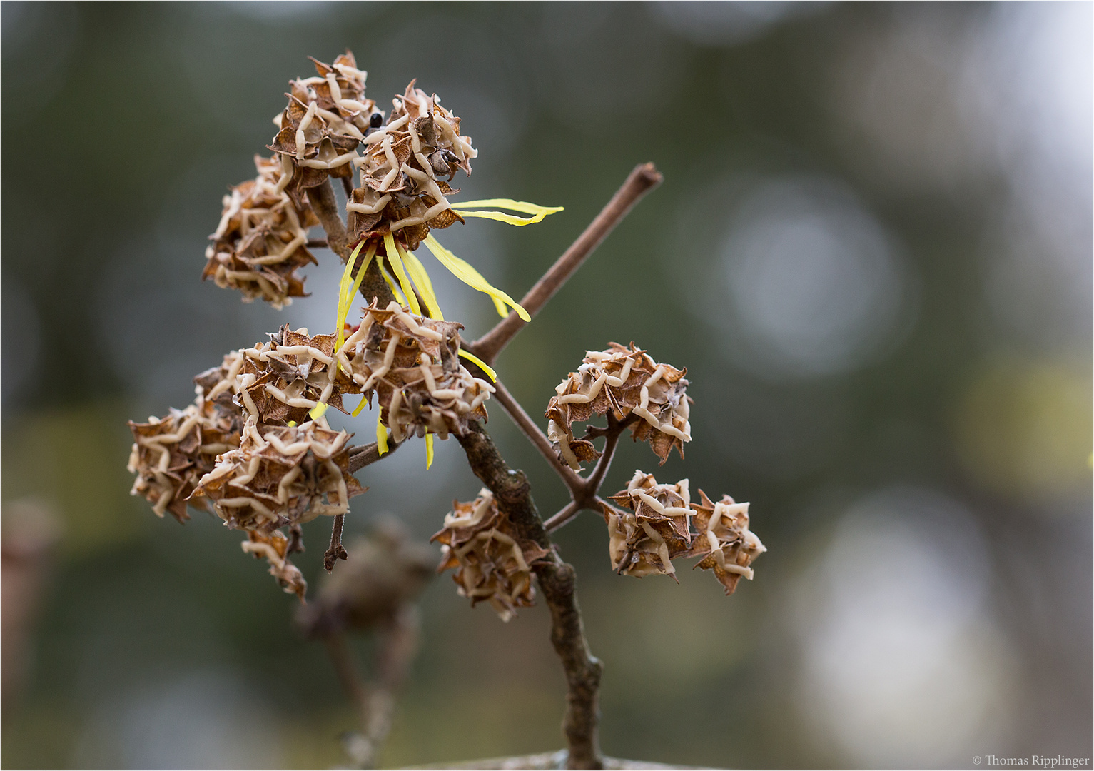 Feuerzauber Zaubernuss (Hamamelis x intermedia).