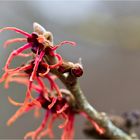 Feuerzauber Zaubernuss (Hamamelis x intermedia)