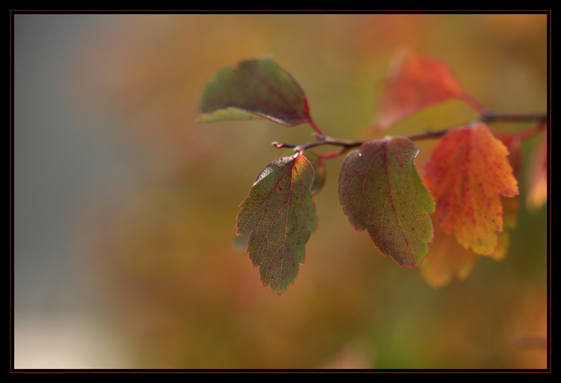 Feuillage d automne...