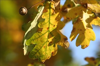 feuillage d automne:le chene,le roi de la foret