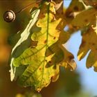 feuillage d automne:le chene,le roi de la foret