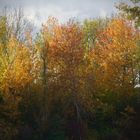 Feuillage d'Automne