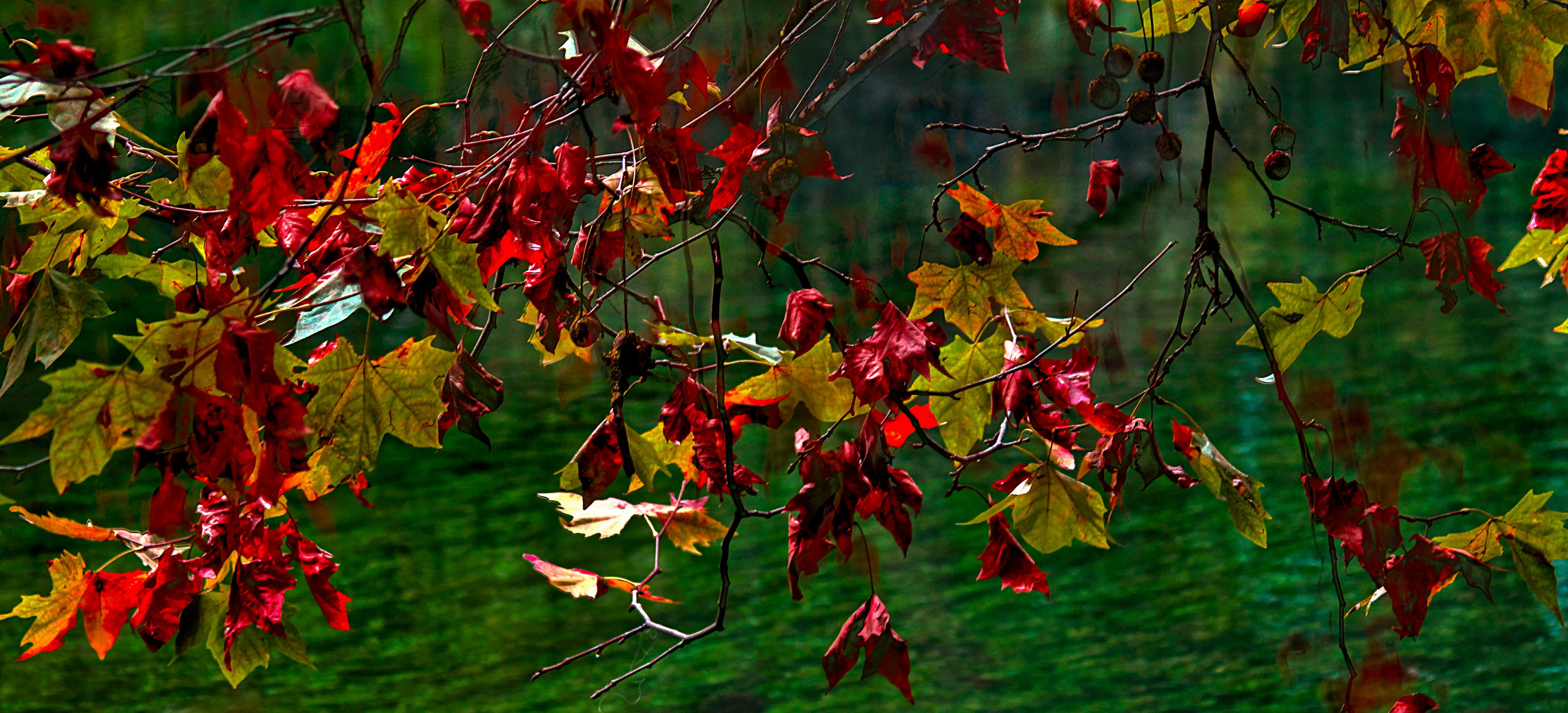 FEUILLAGE D'AUTOMNE 