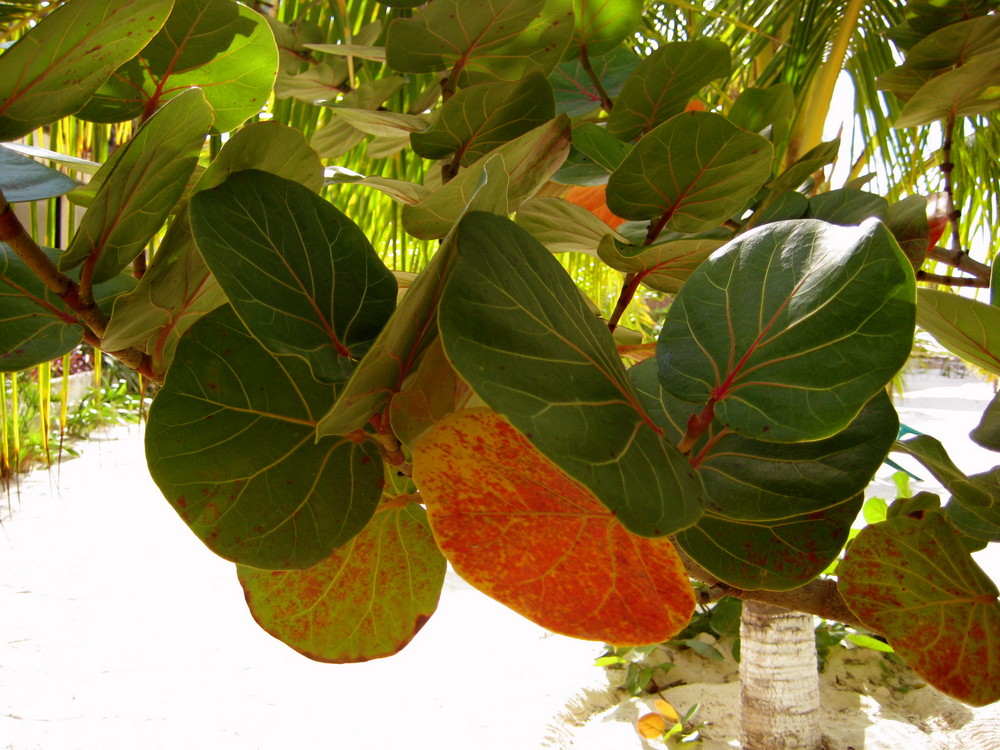 feuillage d'Holbox au Mexique