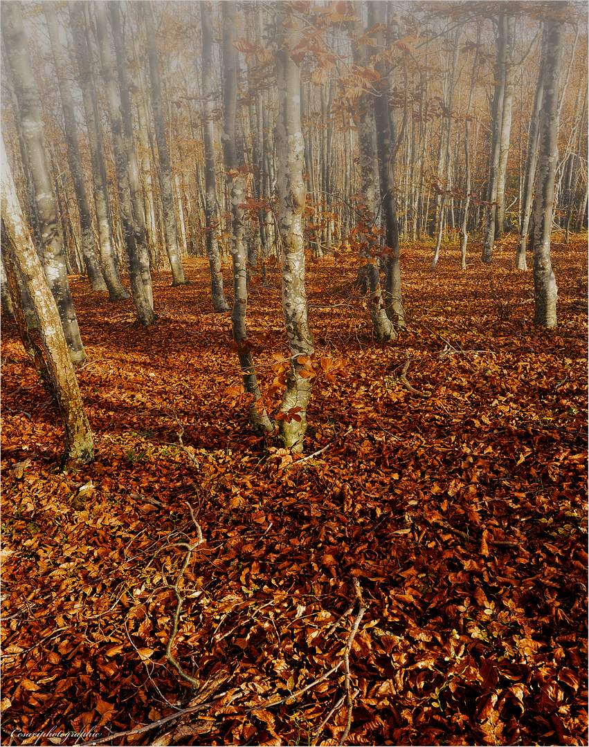 Feuillage nel bosco.