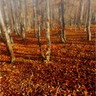 Feuillage nel bosco.