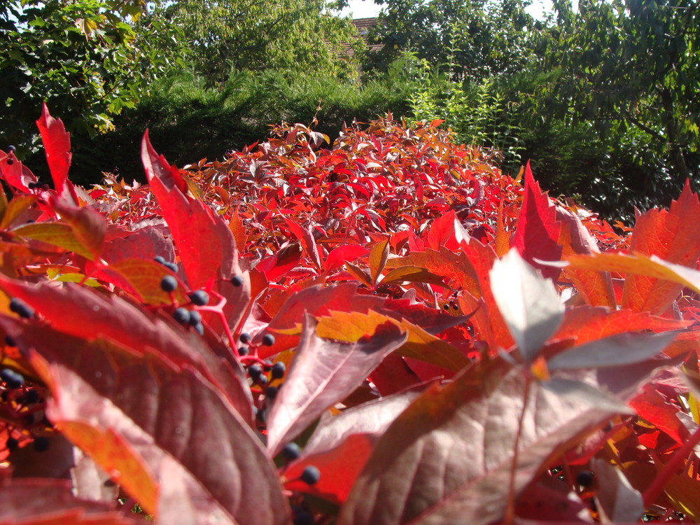 feuillage rouge