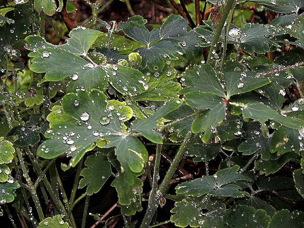 Feuillage sous la pluie