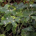 Feuillage sous la pluie