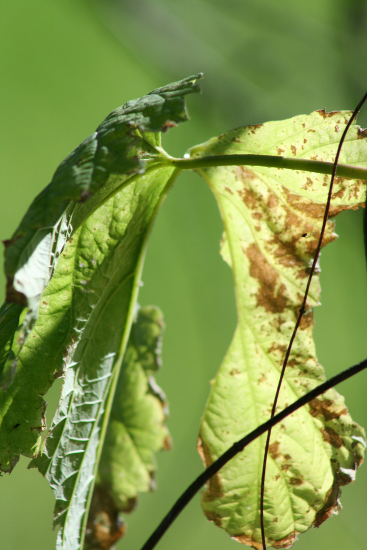 feuille