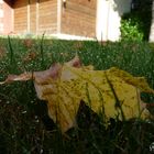 Feuille à la rosée du matin...