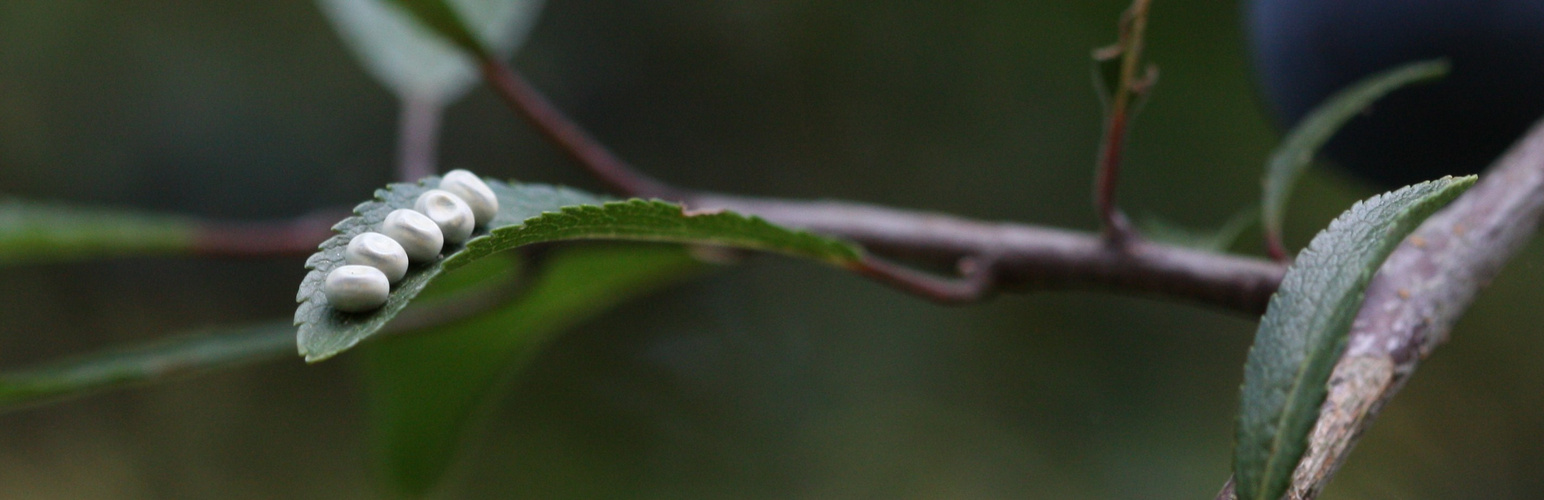 Feuille a perles... Presque...