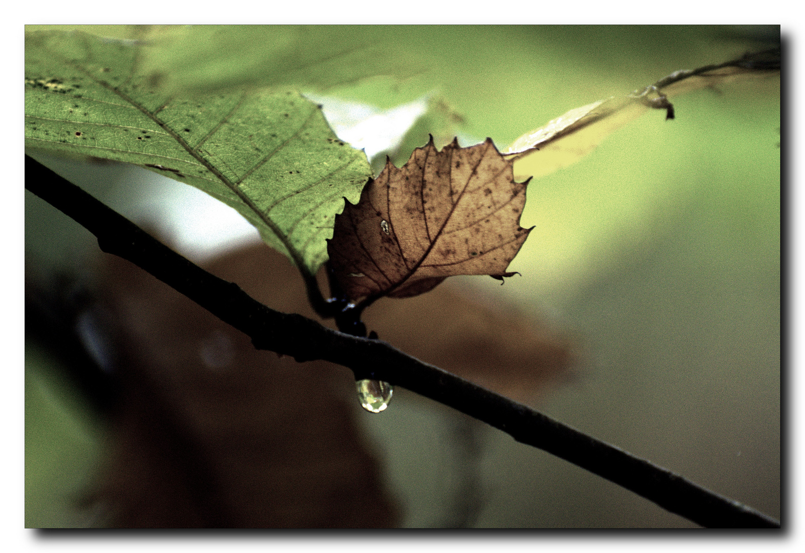 FEUILLE ABANDONNEE