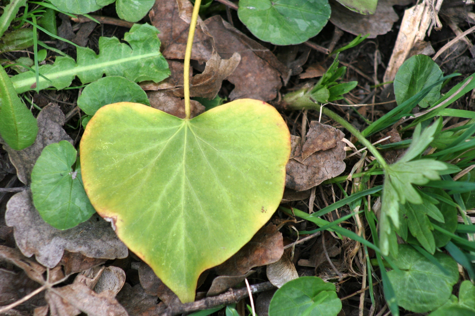 feuille coeur