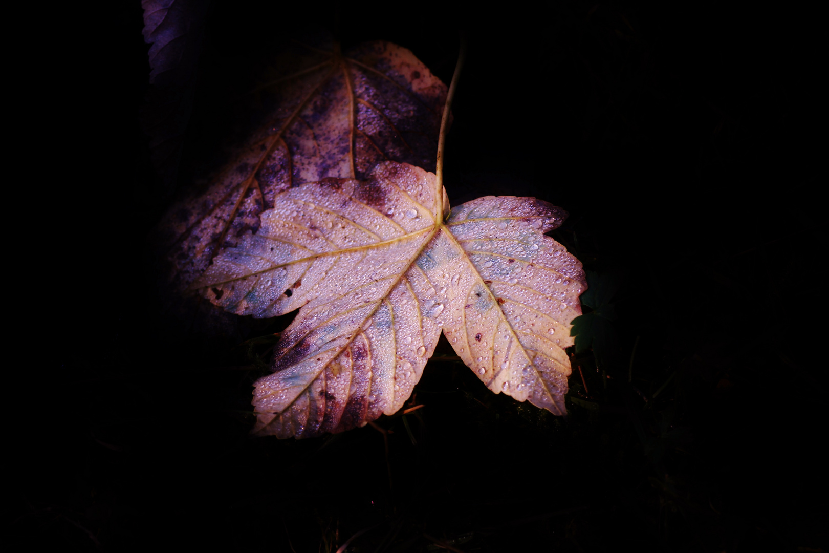 feuille d automne