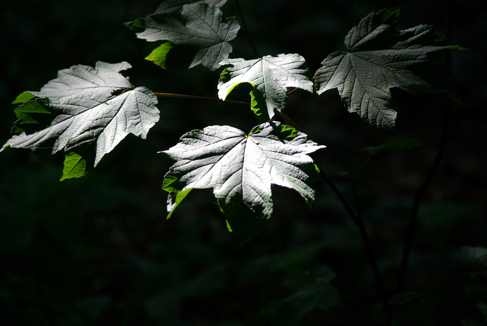 feuille