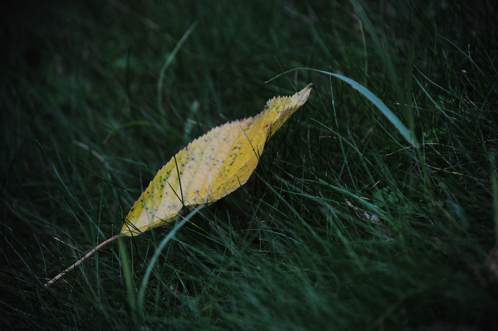 Feuille d’Automne