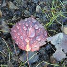 Feuille d'automne