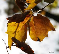 feuille d'automne