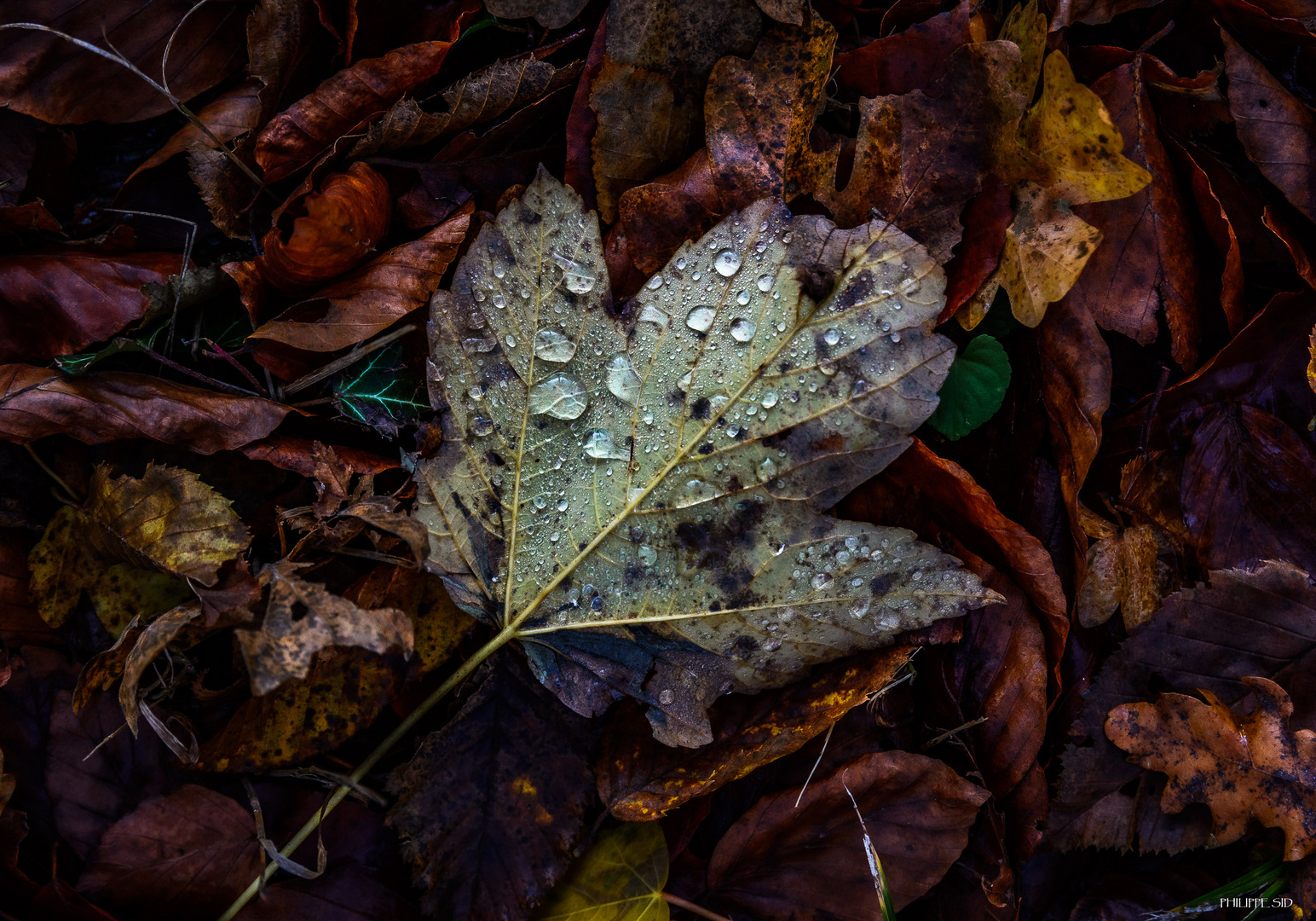 Feuille d'automne