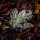 Feuille d'automne