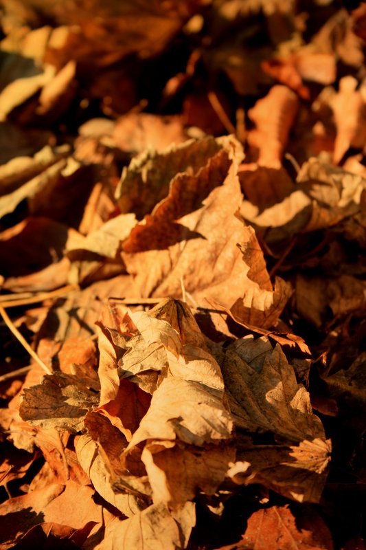 Feuille d'automne