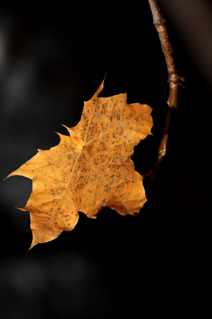 feuille d'automne