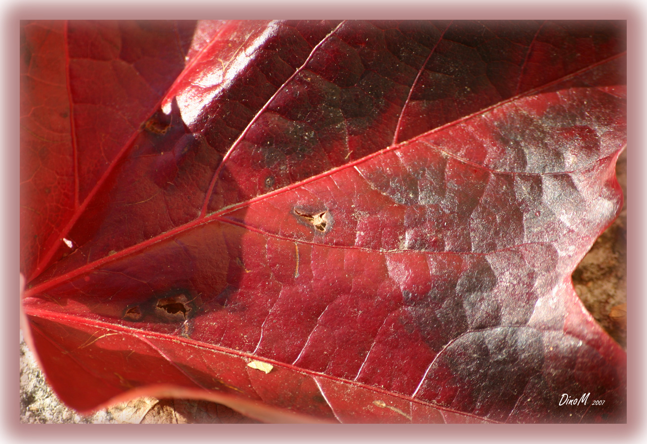 Feuille d'automne