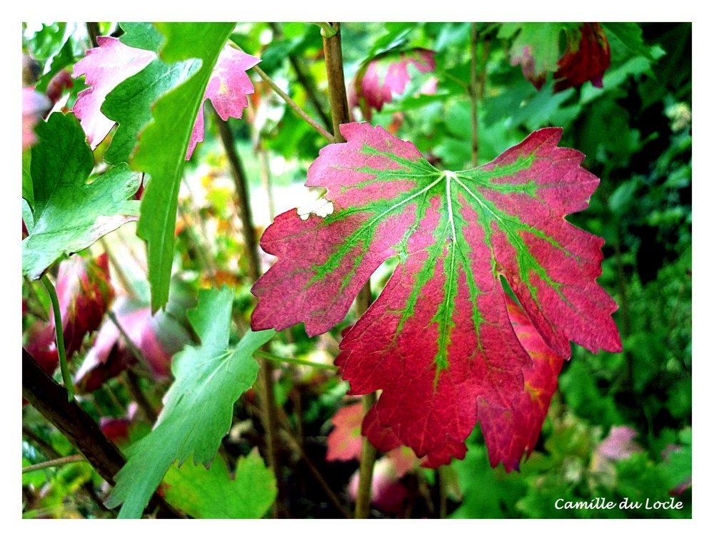 Feuille d'automne