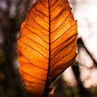 feuille d'automne