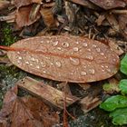 Feuille d'automne