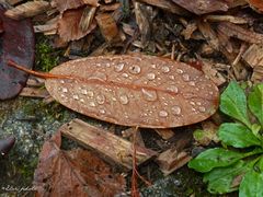 Feuille d'automne