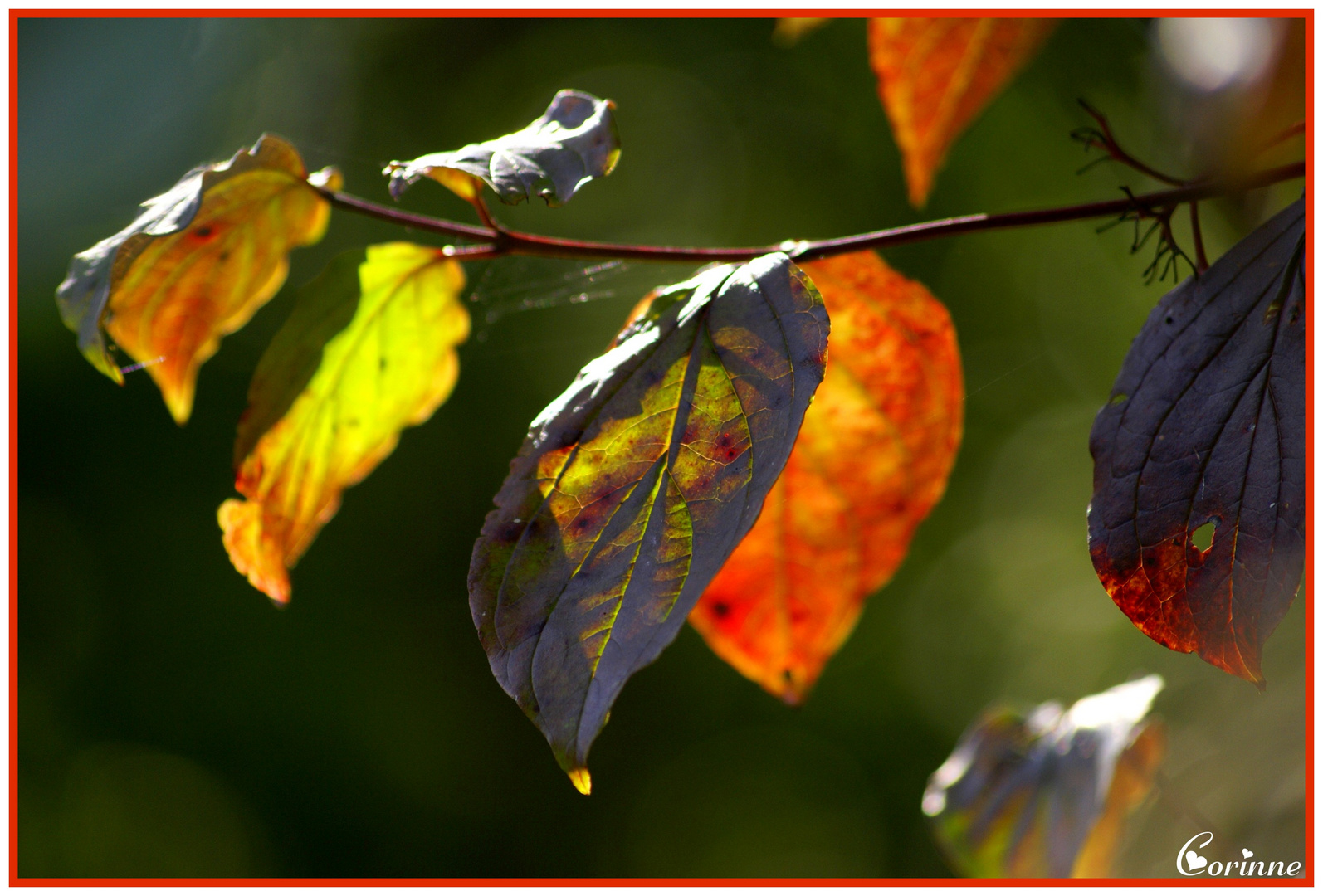 Feuille d'automne