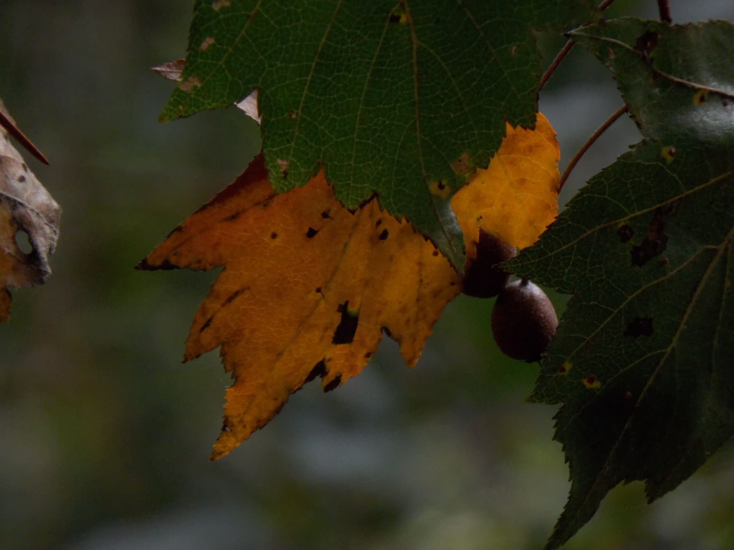 Feuille d'automne