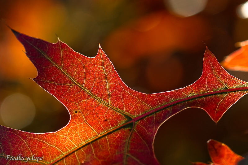 feuille d'automne