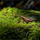 Feuille d'automne sur lit de mousse