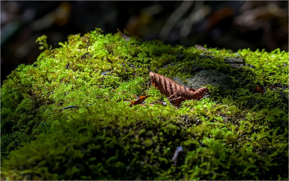 Feuille d'automne sur lit de mousse