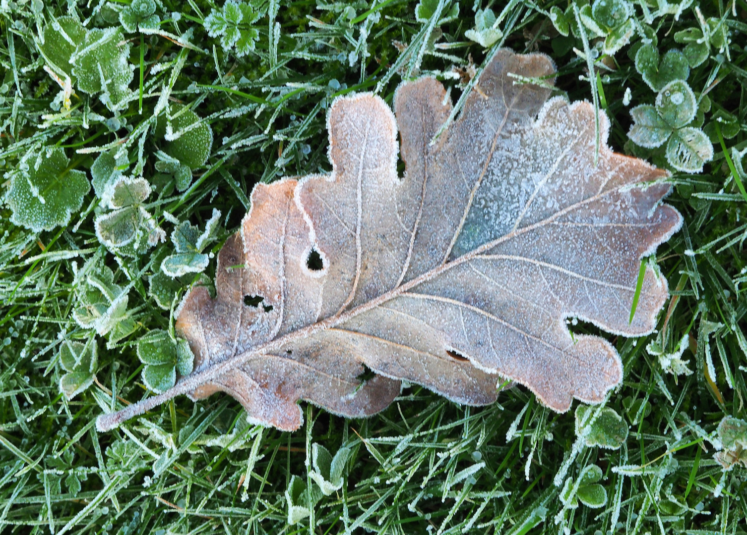 Feuille de chêne givrée