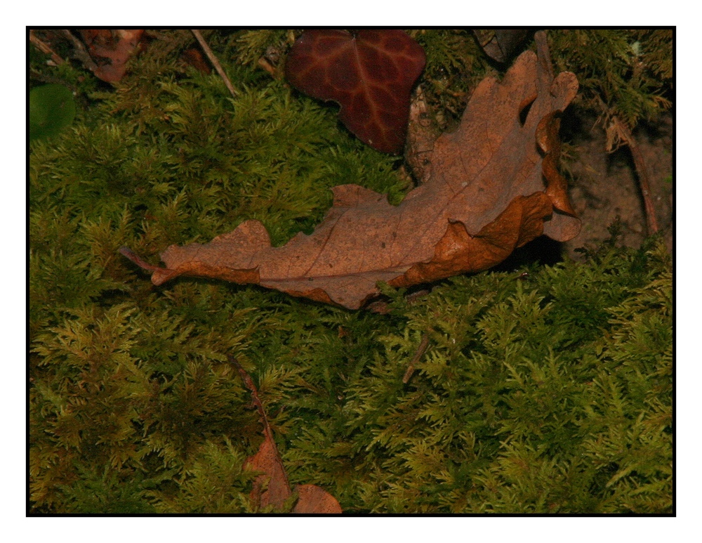 " Feuille de chêne sur un lit de mousse "